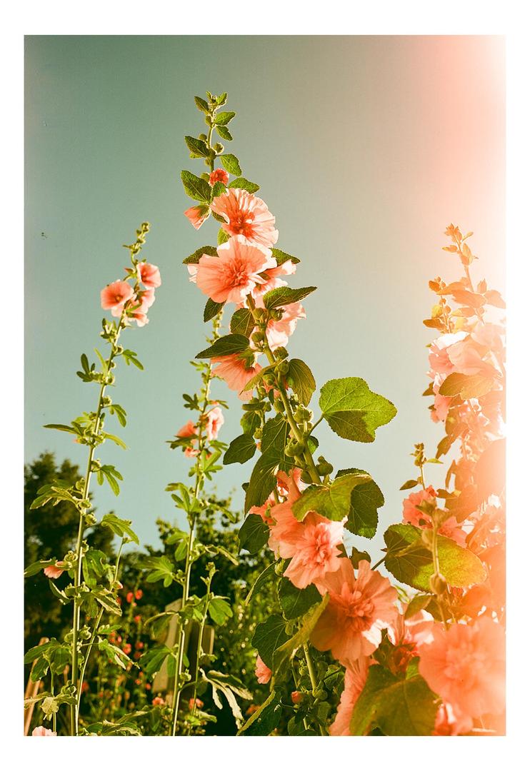 Hollyhocks | Fujica GSW 690 II | Aerocolor 2460, shot on FUJIFILM GSW690II