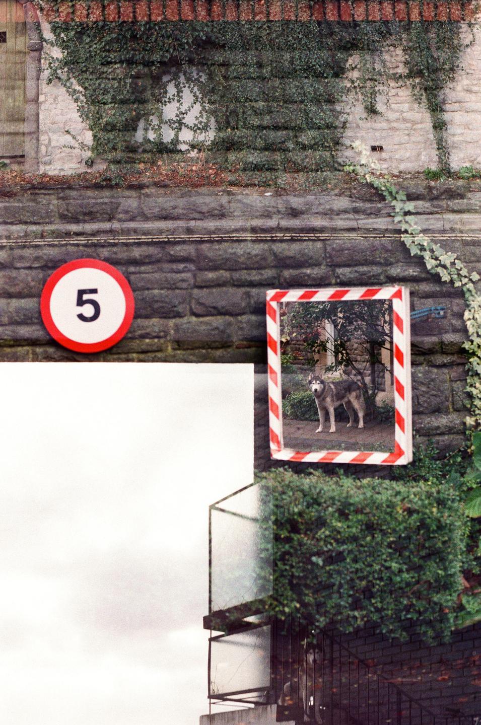 A dog is visible in a mirror with a red and white striped frame, next to a speed limit sign with the number 5.