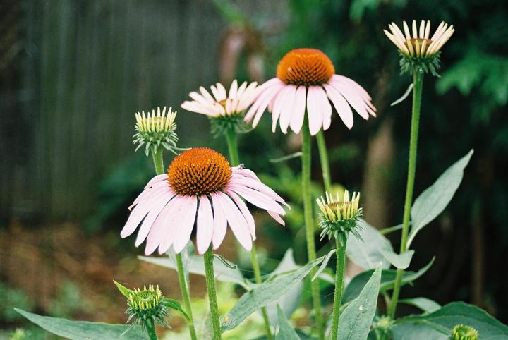 Several pink coneflower blossoms and buds are visible in a garden.