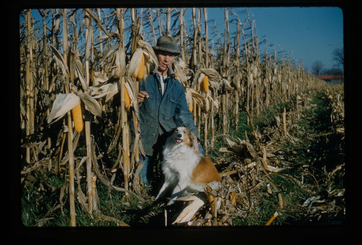 A man in a hat and a dog are standing in a cornfield.