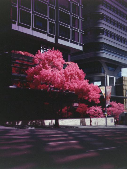 A street is lined with buildings and trees with bright pink foliage.