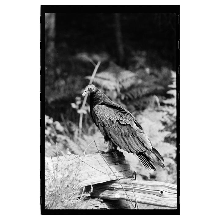 A large bird with dark feathers and a light-colored head stands on a wooden fence in a natural setting.