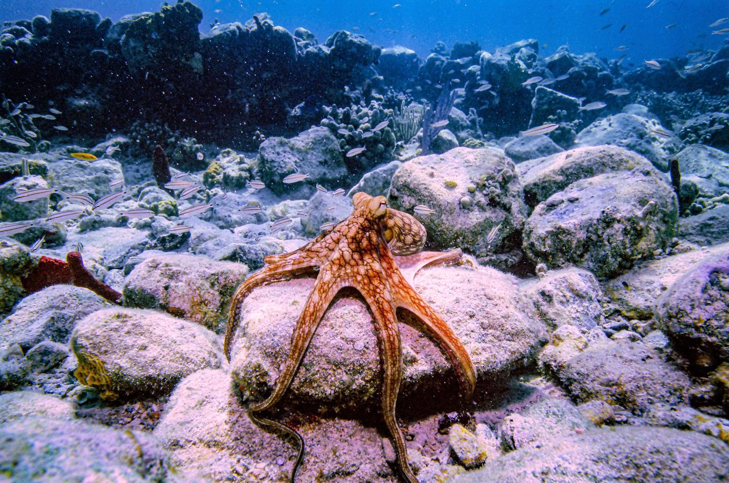 An octopus is perched on a rock on the ocean floor, surrounded by smaller fish and coral.
