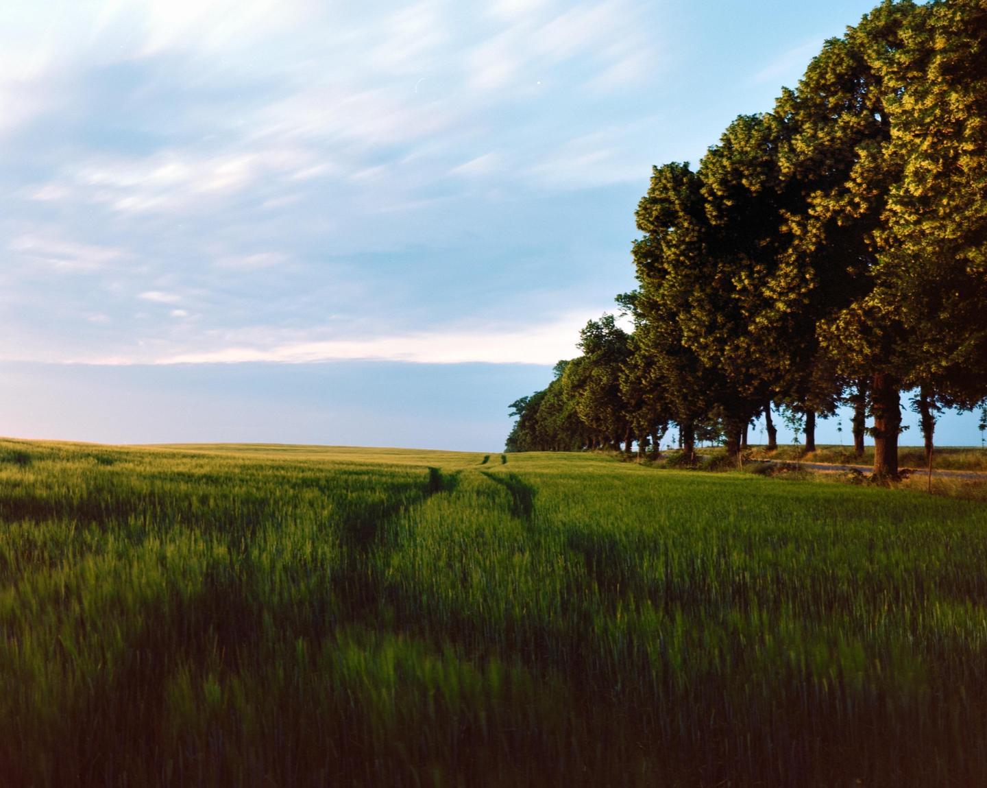 A long line of trees stands beside a field of green crops under a blue sky with wispy clouds.