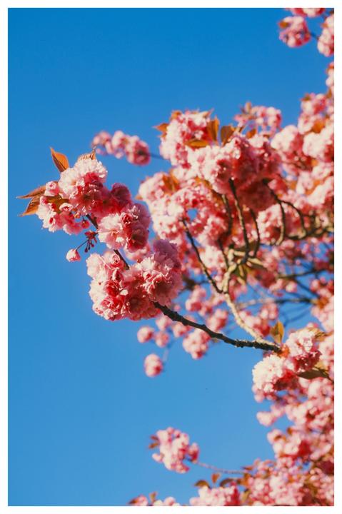 Pink blossoms on a tree branch are set against a clear blue sky.