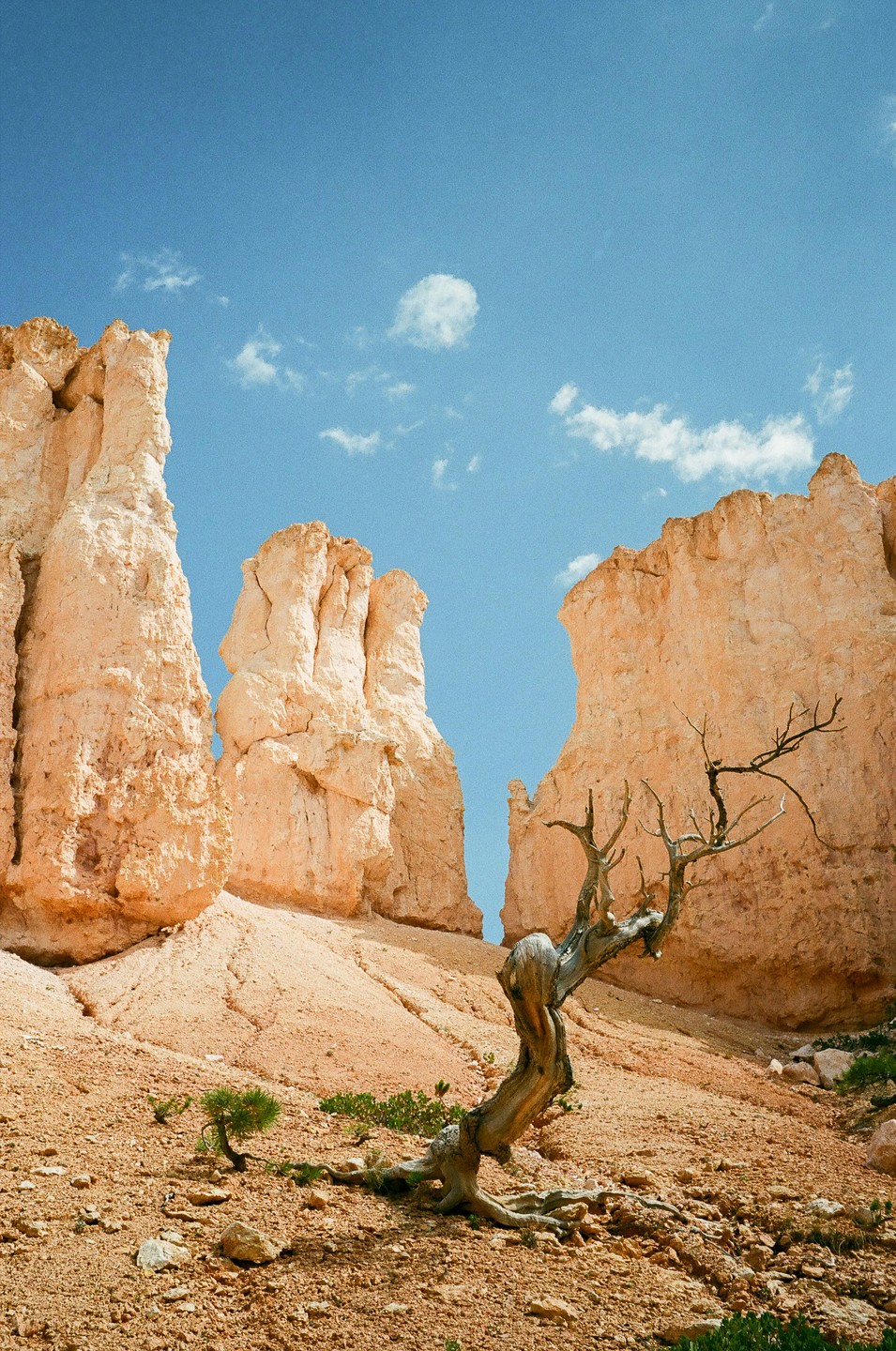 A gnarled, leafless tree stands in a desert landscape with towering rock formations under a blue sky.