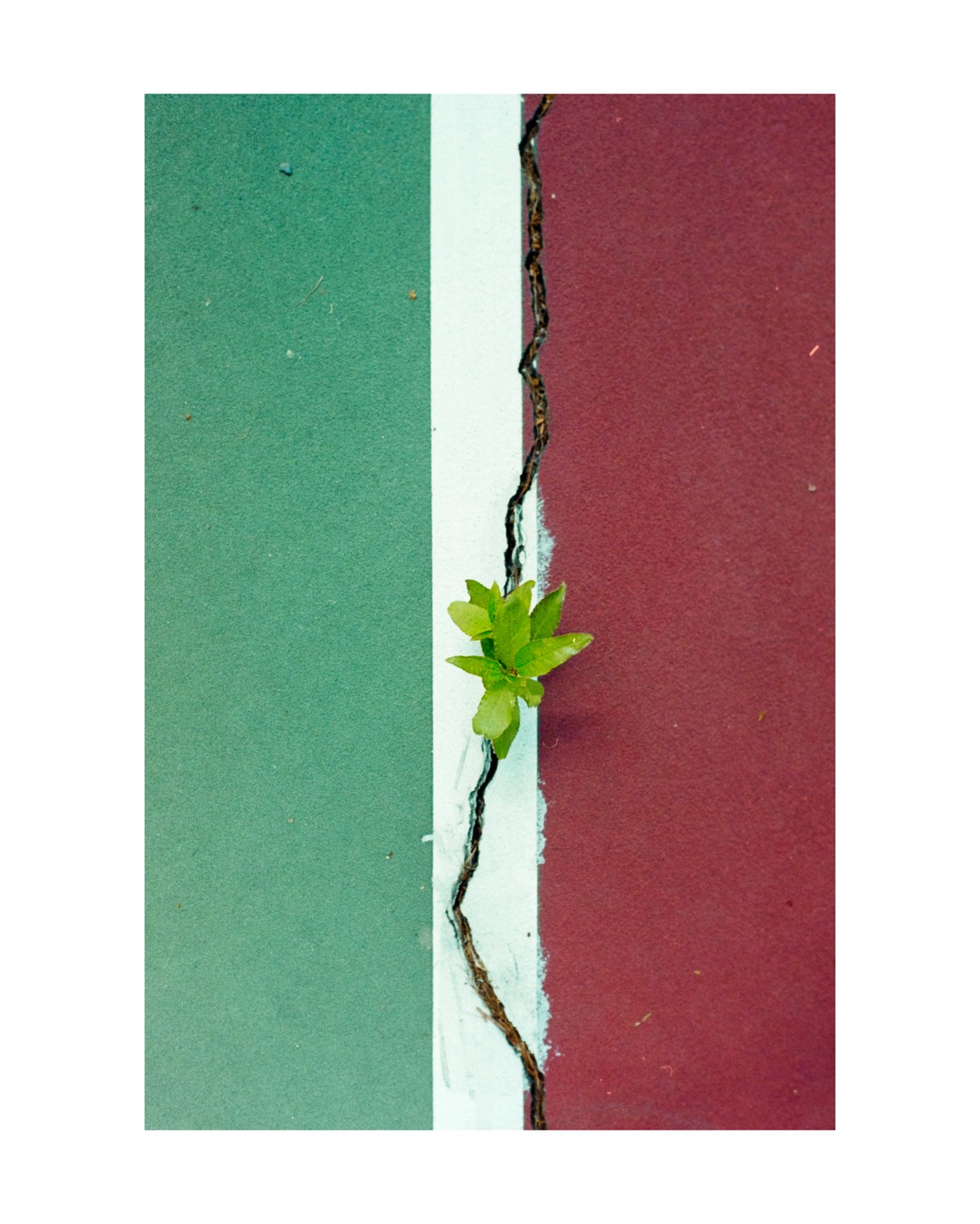 A small green plant grows out of a crack in a tennis court.
