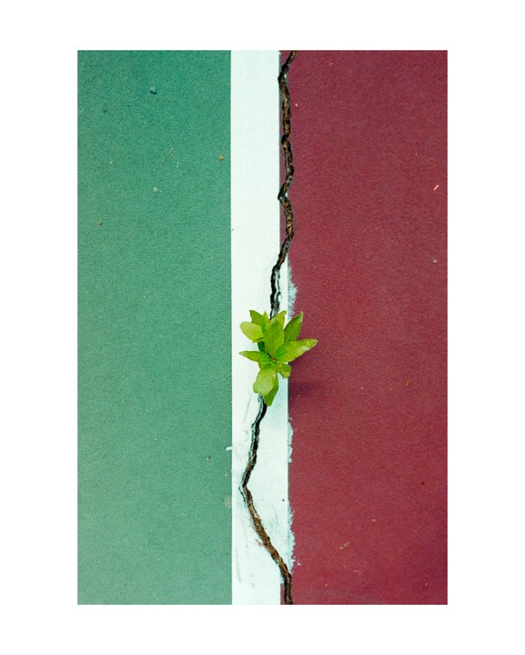 A small green plant grows out of a crack in a tennis court.