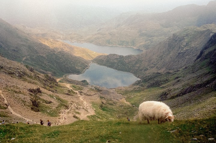 A sheep grazes on a grassy hill overlooking a valley with two lakes and a winding path.