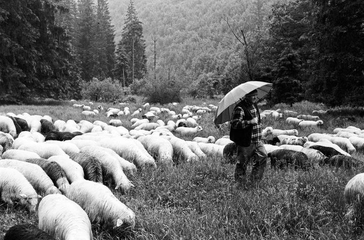 A man with an umbrella walks through a field of sheep with a forest in the background.