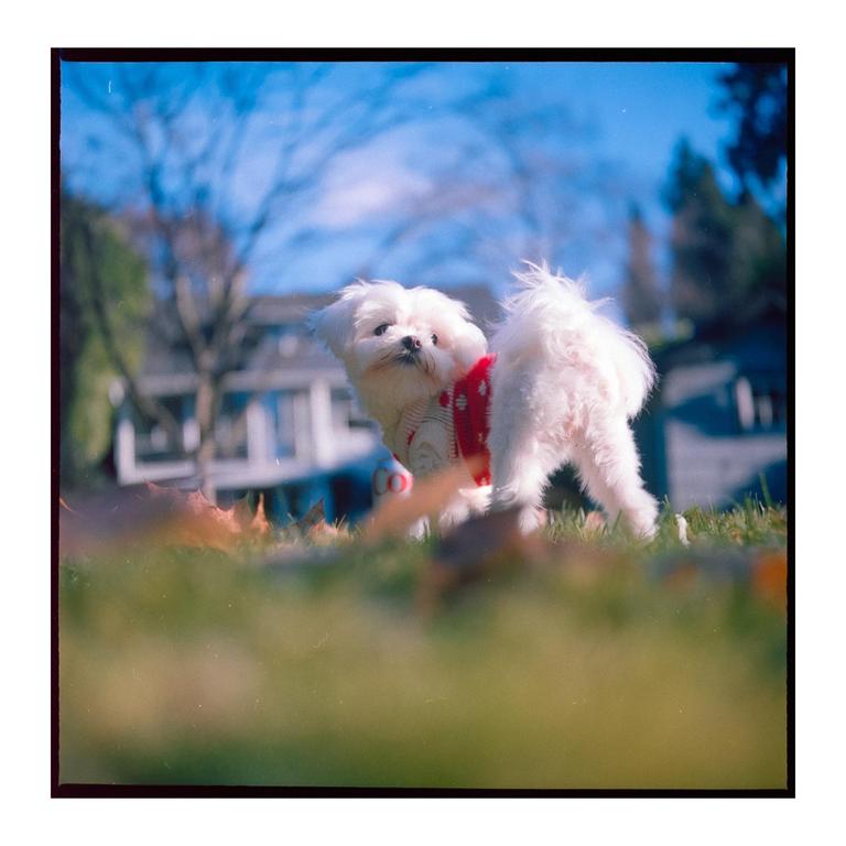 A small white dog wearing a red sweater stands in green grass with a house in the background.