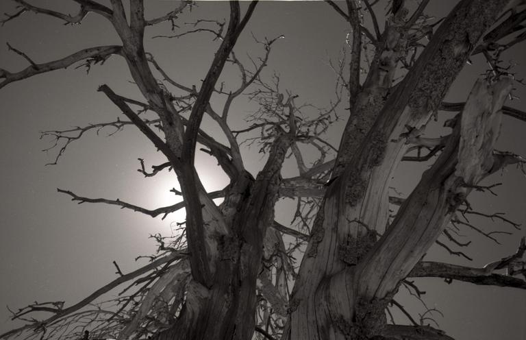 The sun shines through the bare branches of a large, gnarled tree.