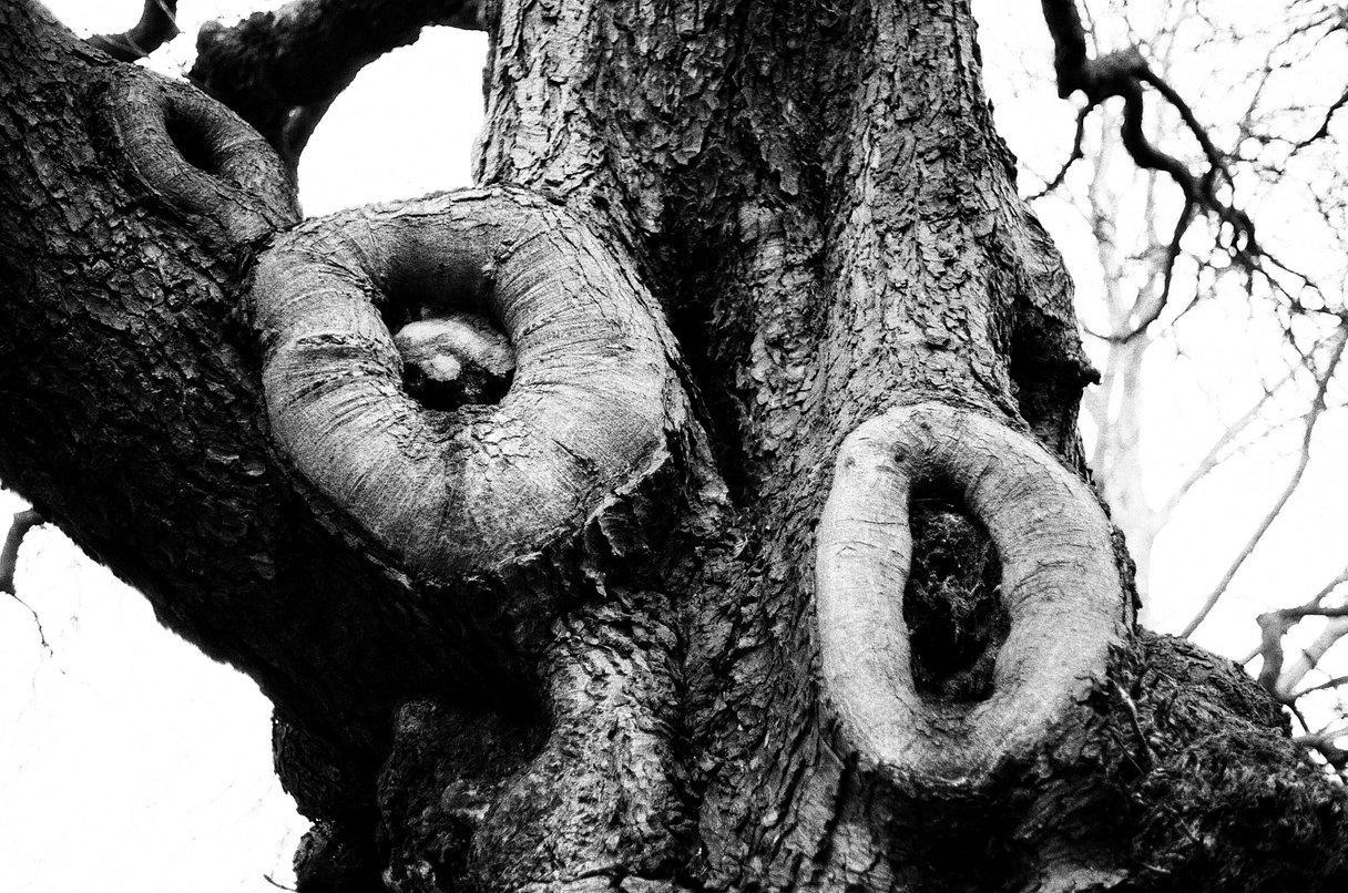 A close-up, low-angle view shows the textured bark of a tree trunk with two large, circular knots.