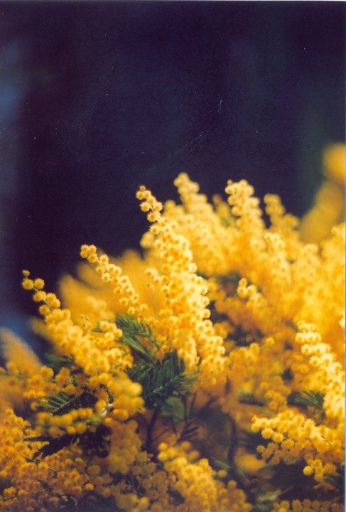 A close-up shot shows a cluster of bright yellow mimosa flowers with green foliage against a dark background.