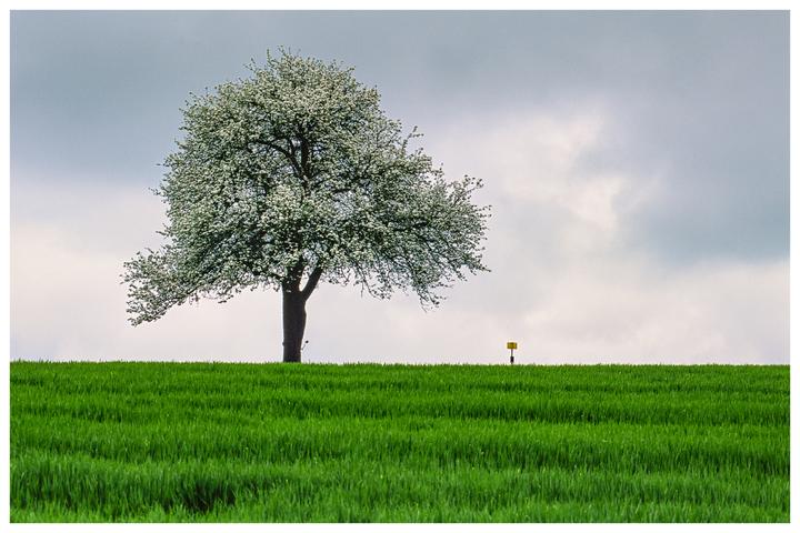 A blossoming pear tree stands alone in a green field under a cloudy sky.