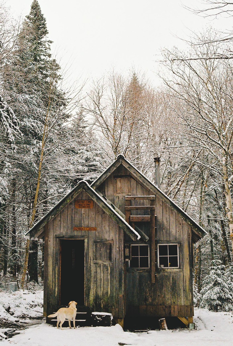 A yellow dog stands in the snow in front of a rustic wooden cabin surrounded by a snow-covered forest.