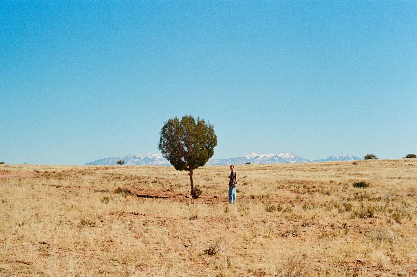 A person stands next to a small tree in a vast, dry field with snow-capped mountains in the distance under a clear blue sky.