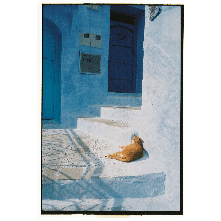 An orange cat rests on blue steps in a narrow alleyway with blue walls and doors.