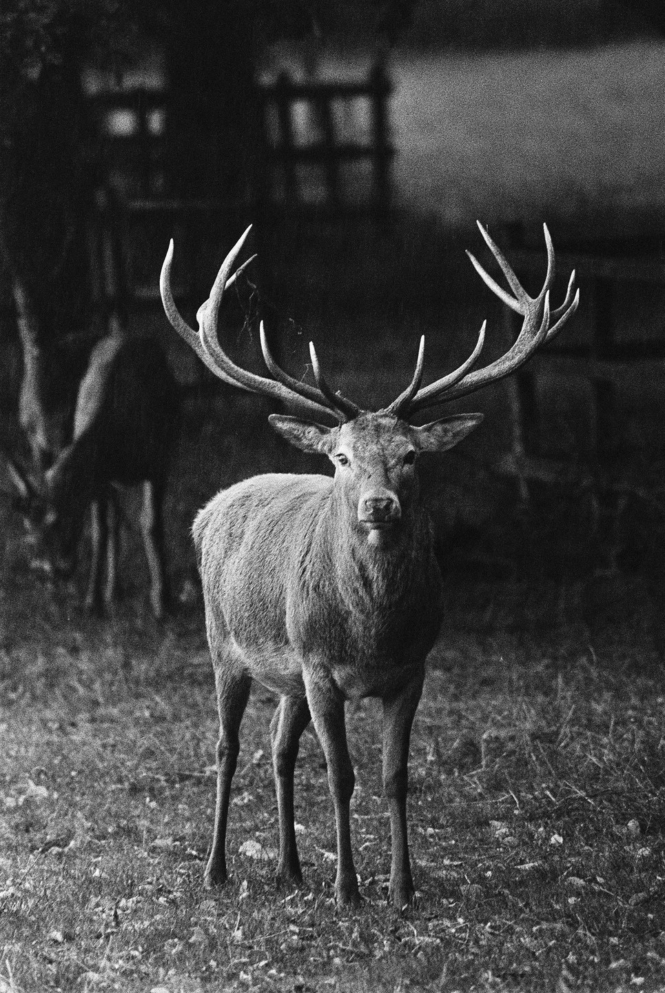 A stag with large antlers stands in a grassy area, looking directly at the viewer, with another deer grazing in the background.