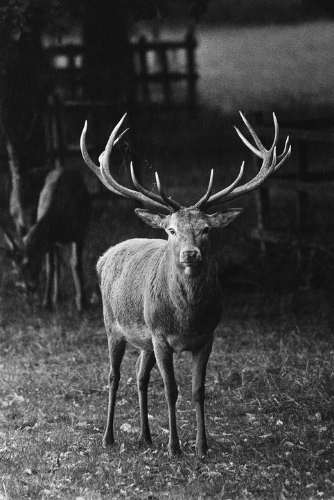 A stag with large antlers stands in a grassy area, looking directly at the viewer, with another deer grazing in the background.