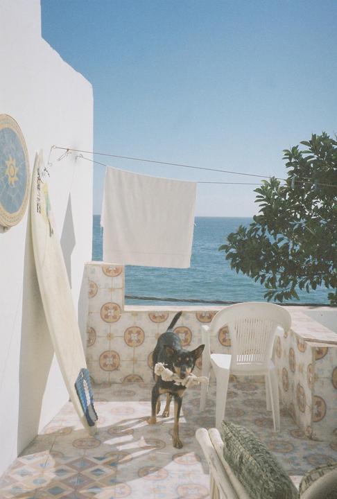 A dog with a toy in its mouth walks on a tiled balcony overlooking the ocean, with a surfboard leaning against a wall and laundry hanging on a line.