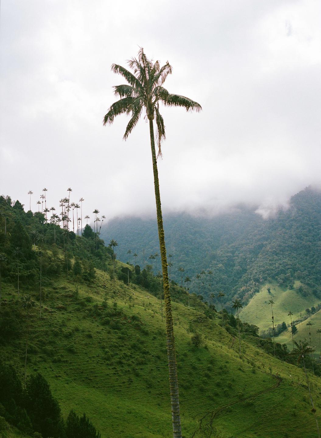 A very tall palm tree stands in the foreground of a lush green valley with other palm trees and mountains in the background.