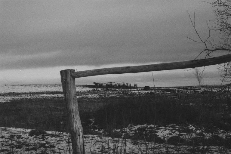 A wooden fence post and rail are in the foreground of a snowy field with a herd of cattle under a cloudy sky.