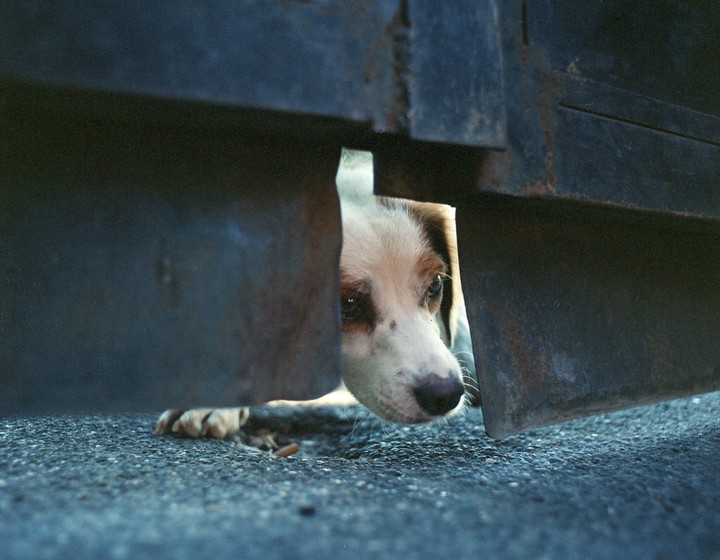 A dog peeks out from under a dark metal gate.