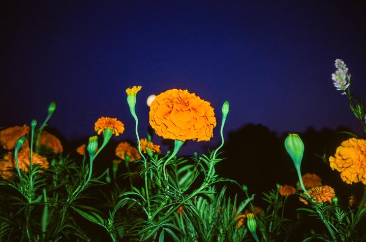 Orange marigolds and buds are visible against a dark blue night sky with a bright moon.