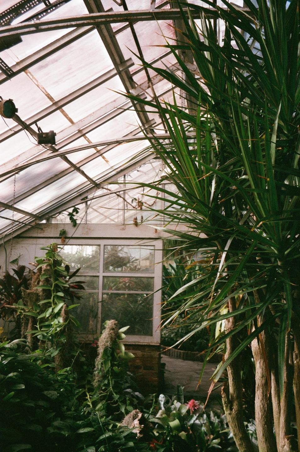 A variety of plants grow inside a greenhouse with a visible glass roof and window.