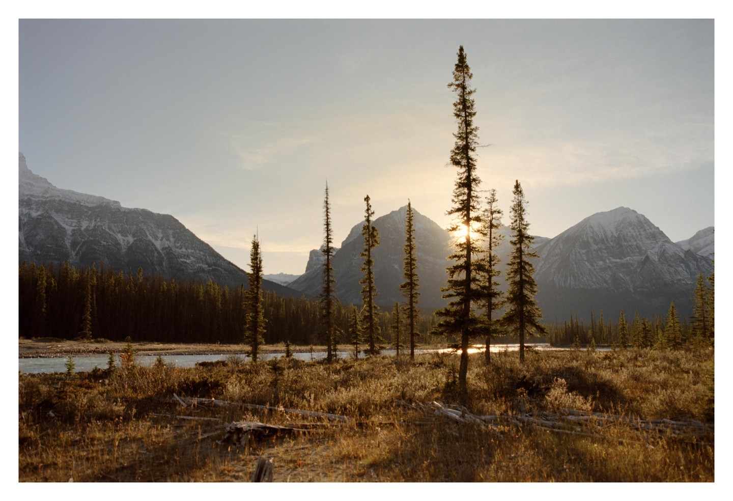 The sun shines through a line of tall pine trees in a field with a river and snow-capped mountains in the background.