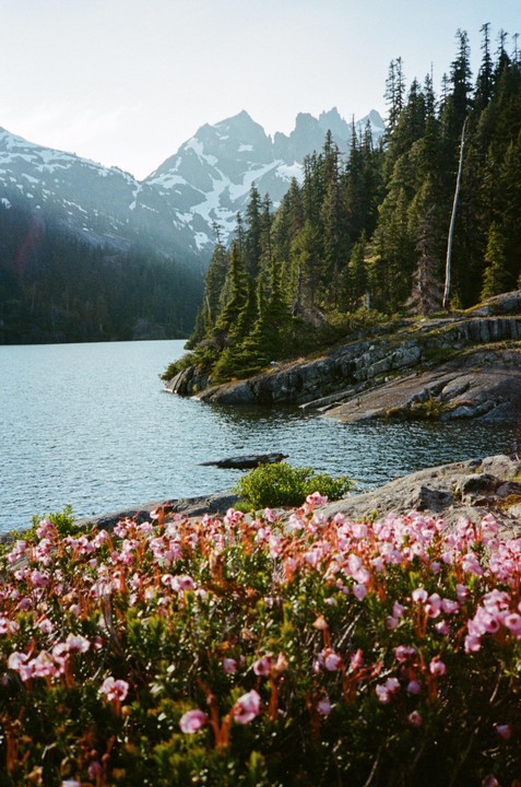 Pink flowers bloom in the foreground of a lake surrounded by a forest and snow-capped mountains.