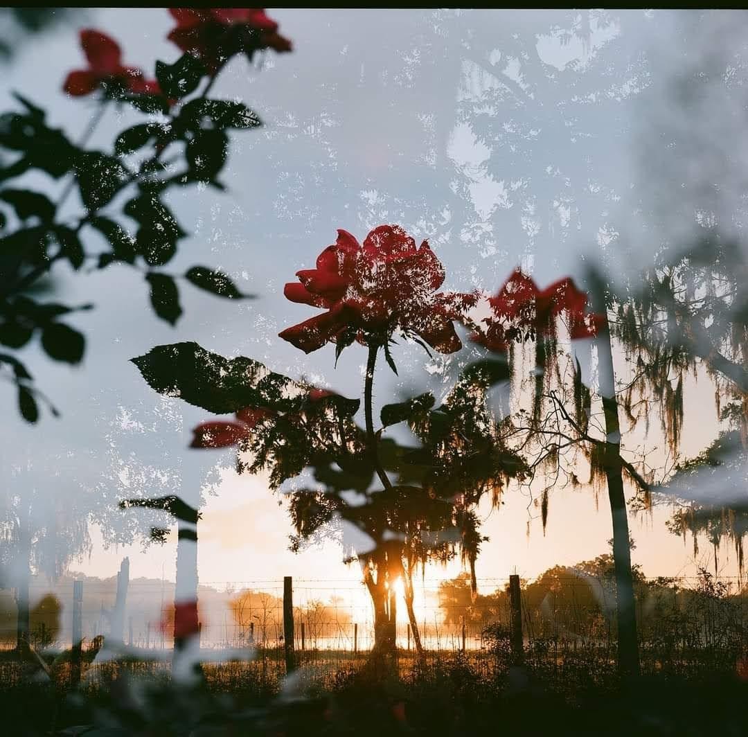 A red rose is double exposed over a sunrise landscape with trees and a fence.