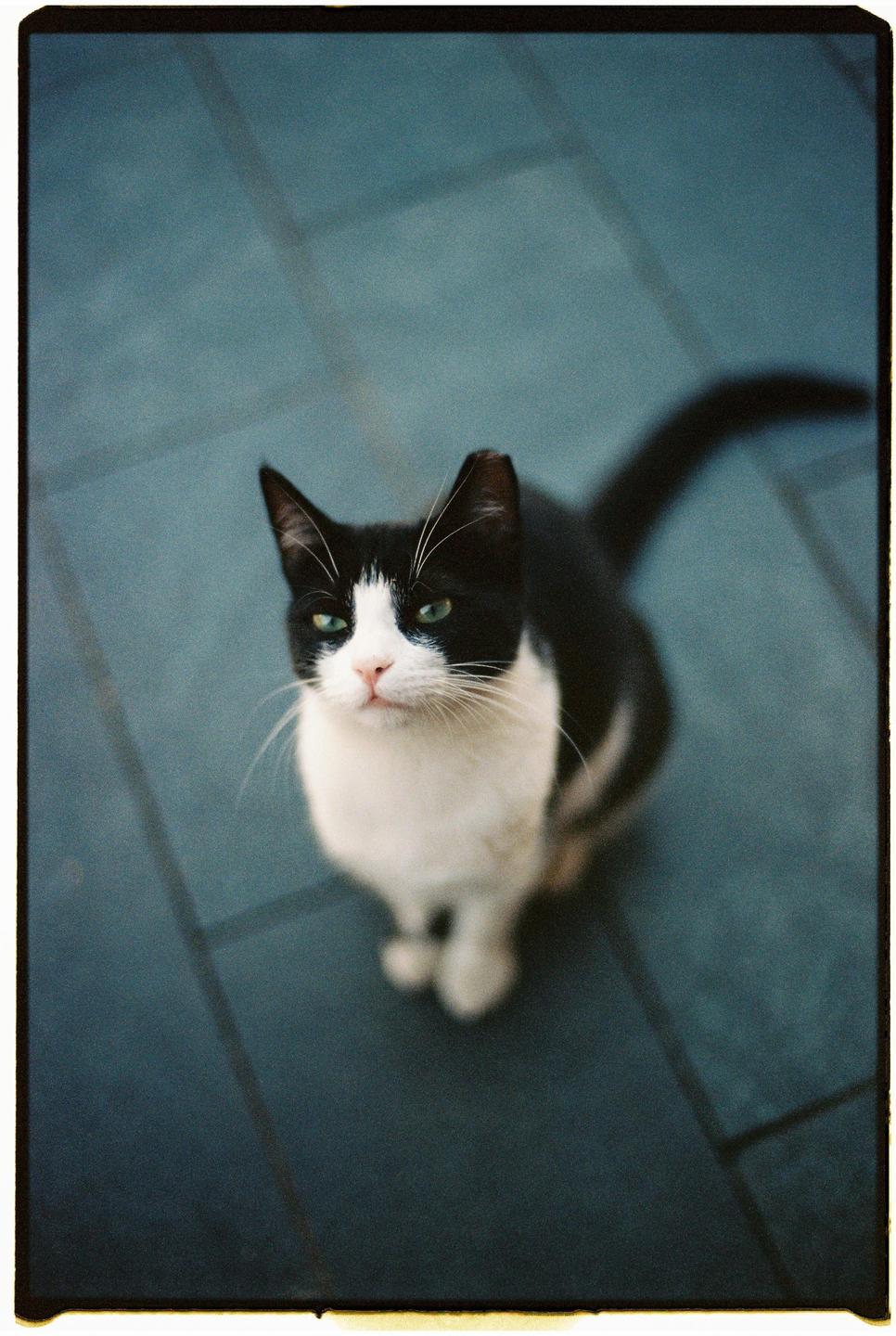 A black and white cat with green eyes looks up at the camera from a tiled floor.