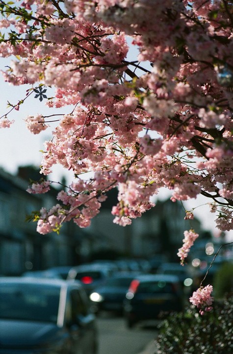 Pink blossoms hang over a street with cars and buildings in the background.
