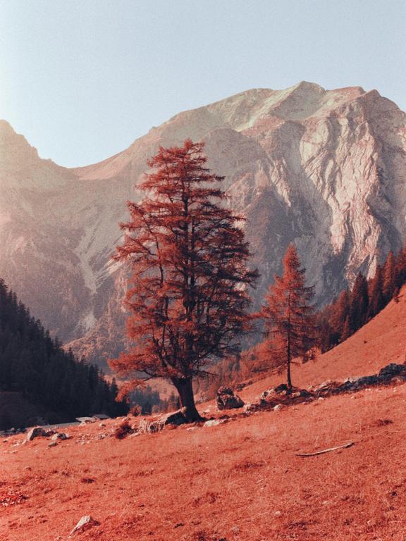 A large tree with red foliage stands on a hillside with mountains in the background.