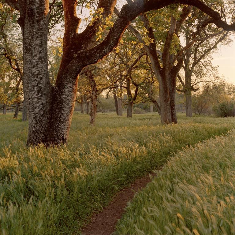 A dirt path winds through a field of tall grass and trees.