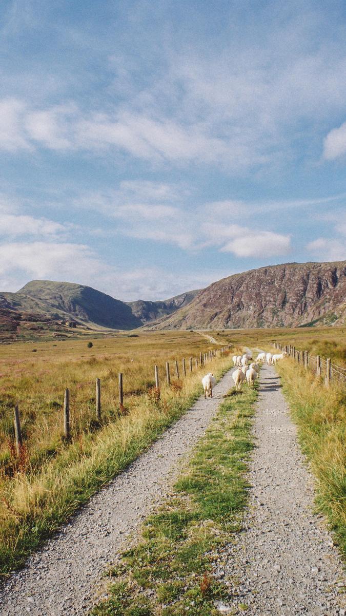 A flock of sheep walks down a gravel road through a valley with mountains in the background.