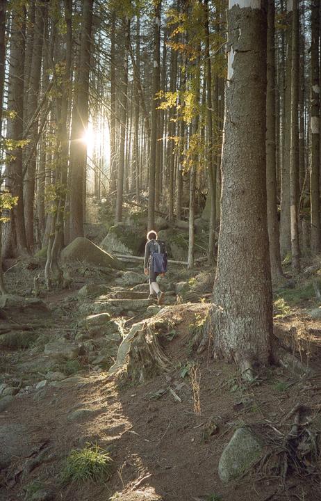 A person with a backpack walks up a rocky path through a sunlit forest.