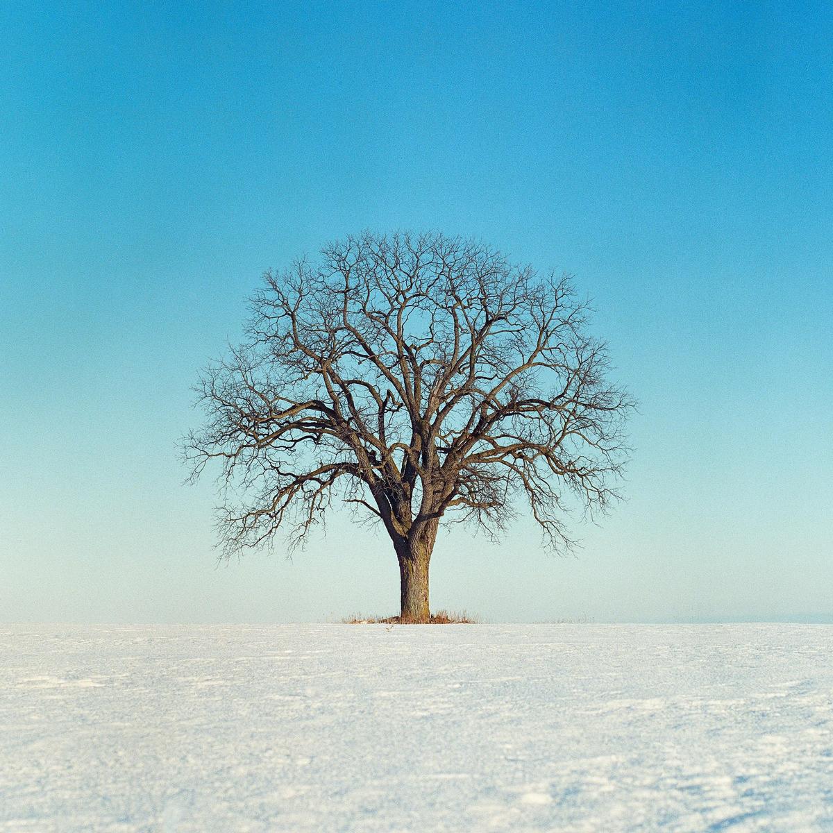 A bare tree stands in a snow-covered field under a clear blue sky.