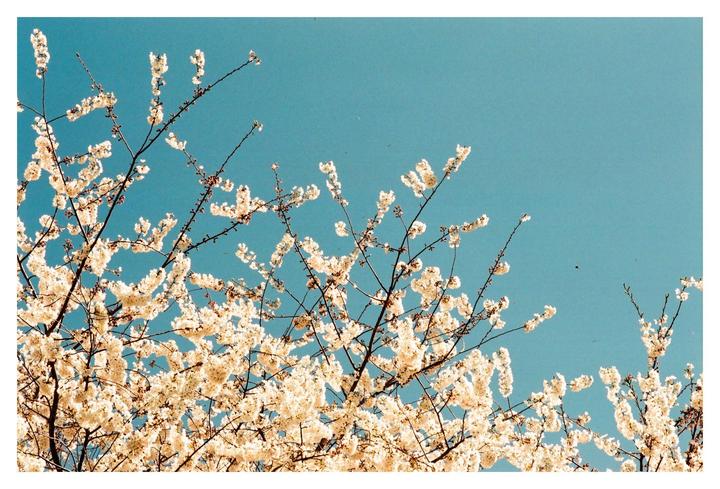 Branches with white blossoms are set against a clear blue sky.