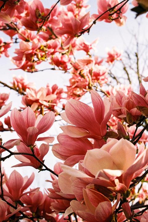 A magnolia tree is covered in pink blossoms against a bright sky.