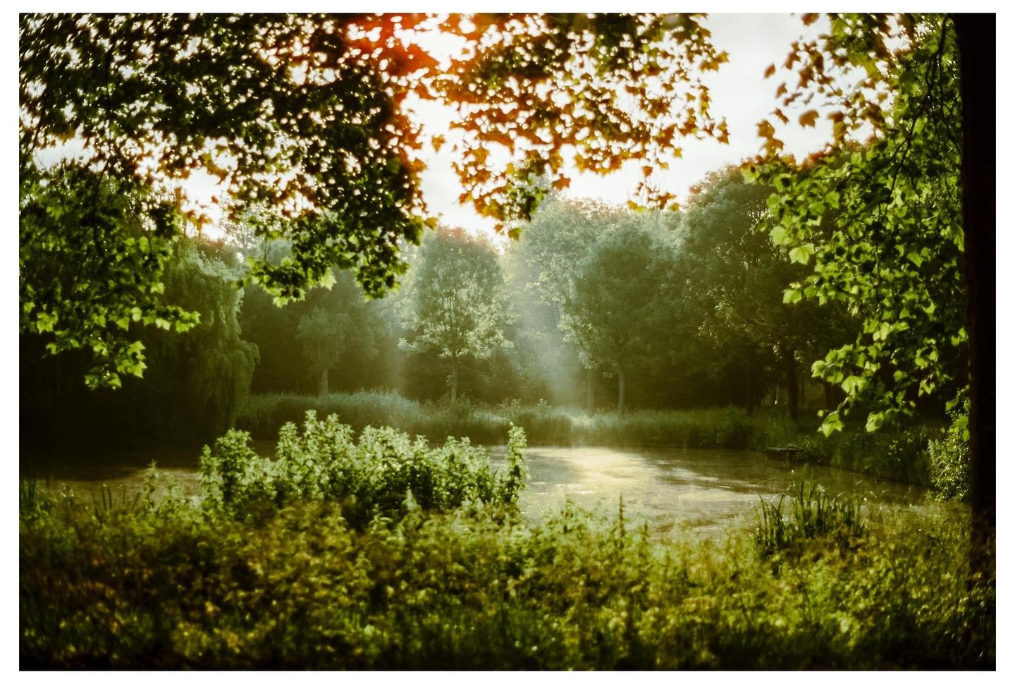 Sunlight streams through the leaves of trees onto a misty pond surrounded by lush vegetation.