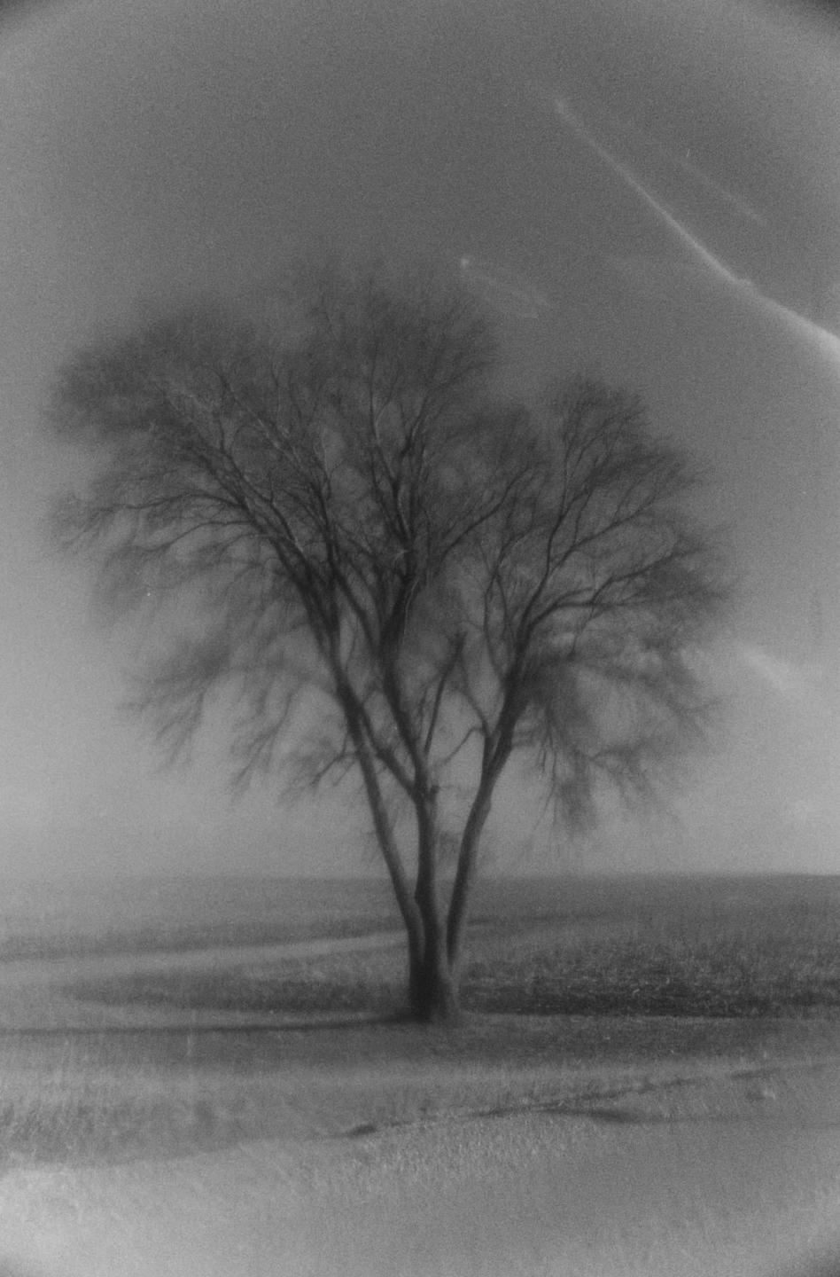 A lone, bare tree stands in a hazy, open field under a cloudy sky.