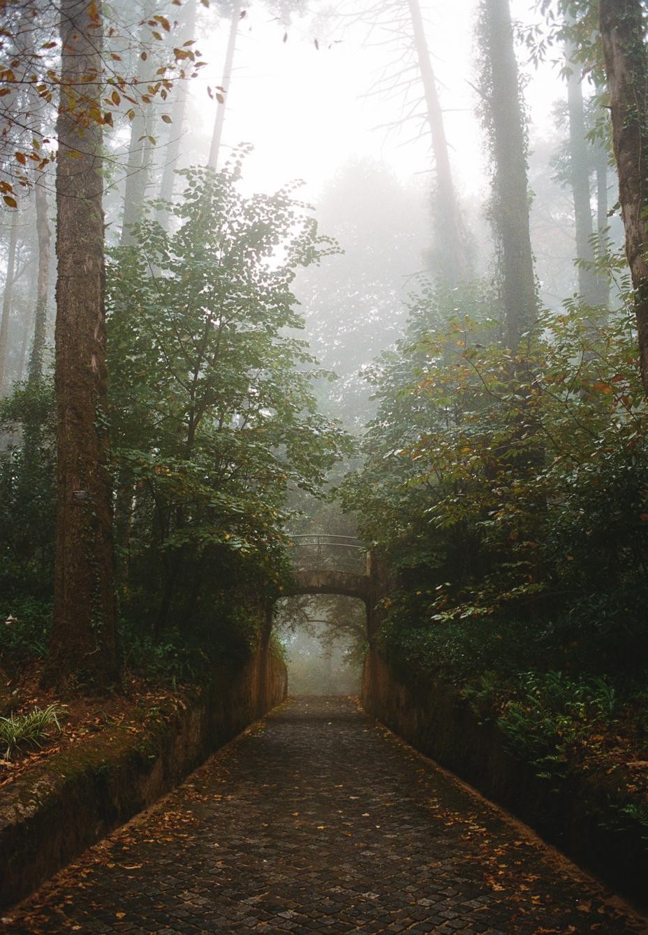 A cobblestone path leads through a foggy forest towards a stone bridge.