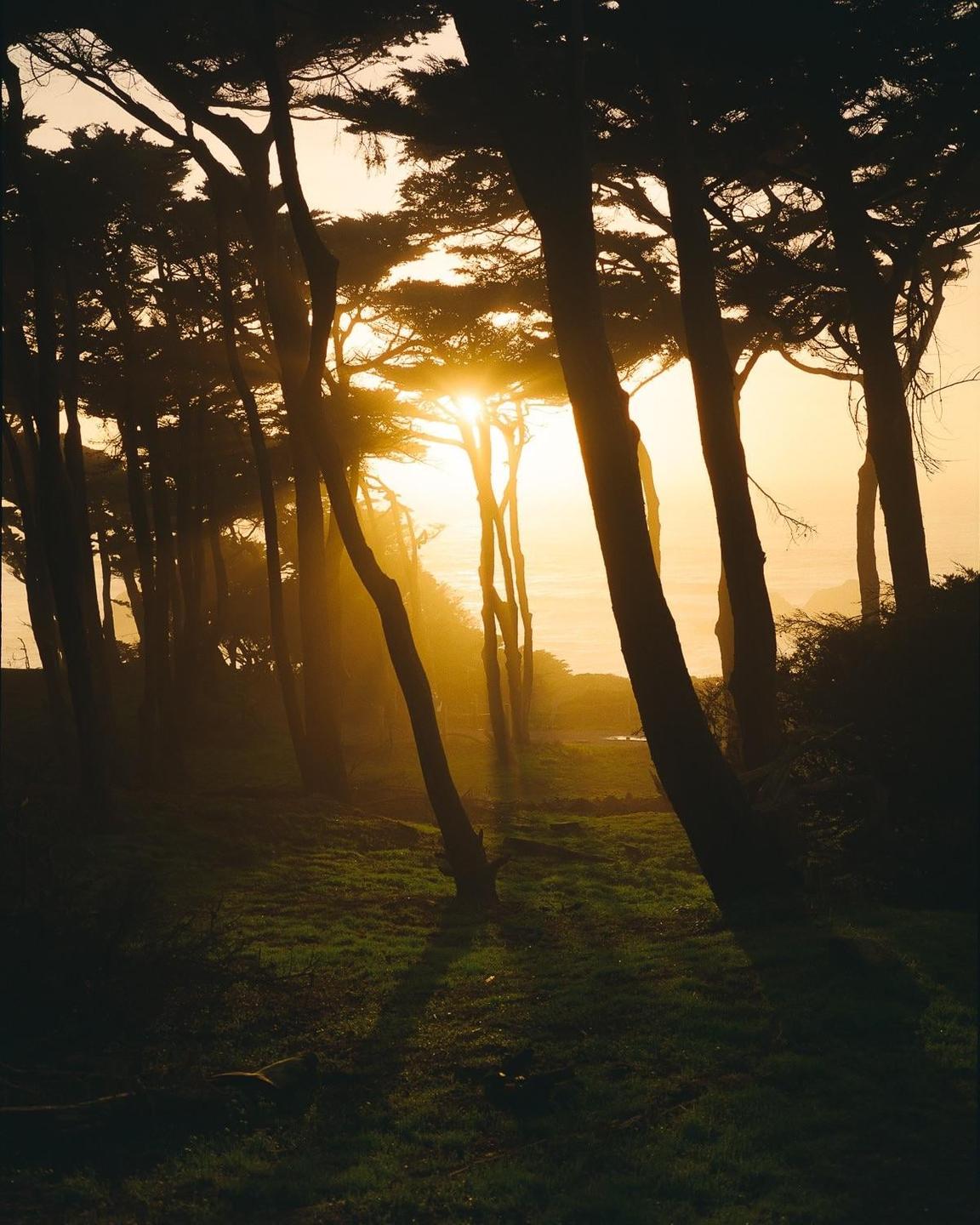 The sun shines through a line of trees, illuminating the grass and creating long shadows.