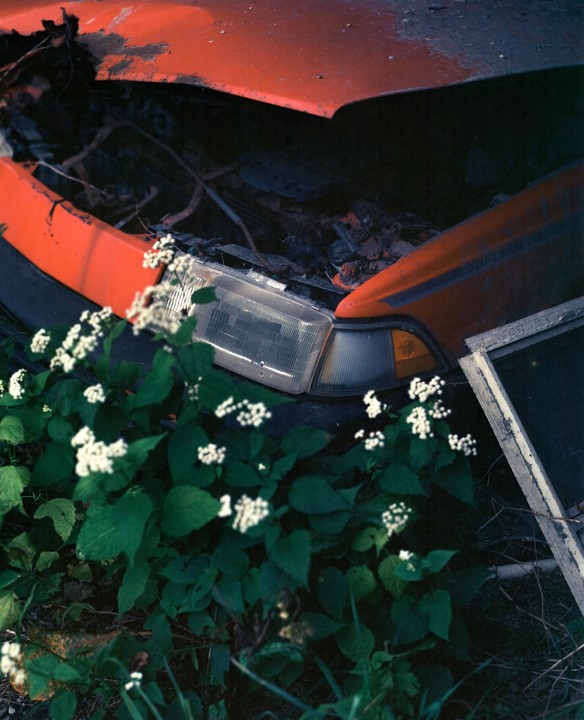 White flowers grow in front of a damaged red car with its hood open.