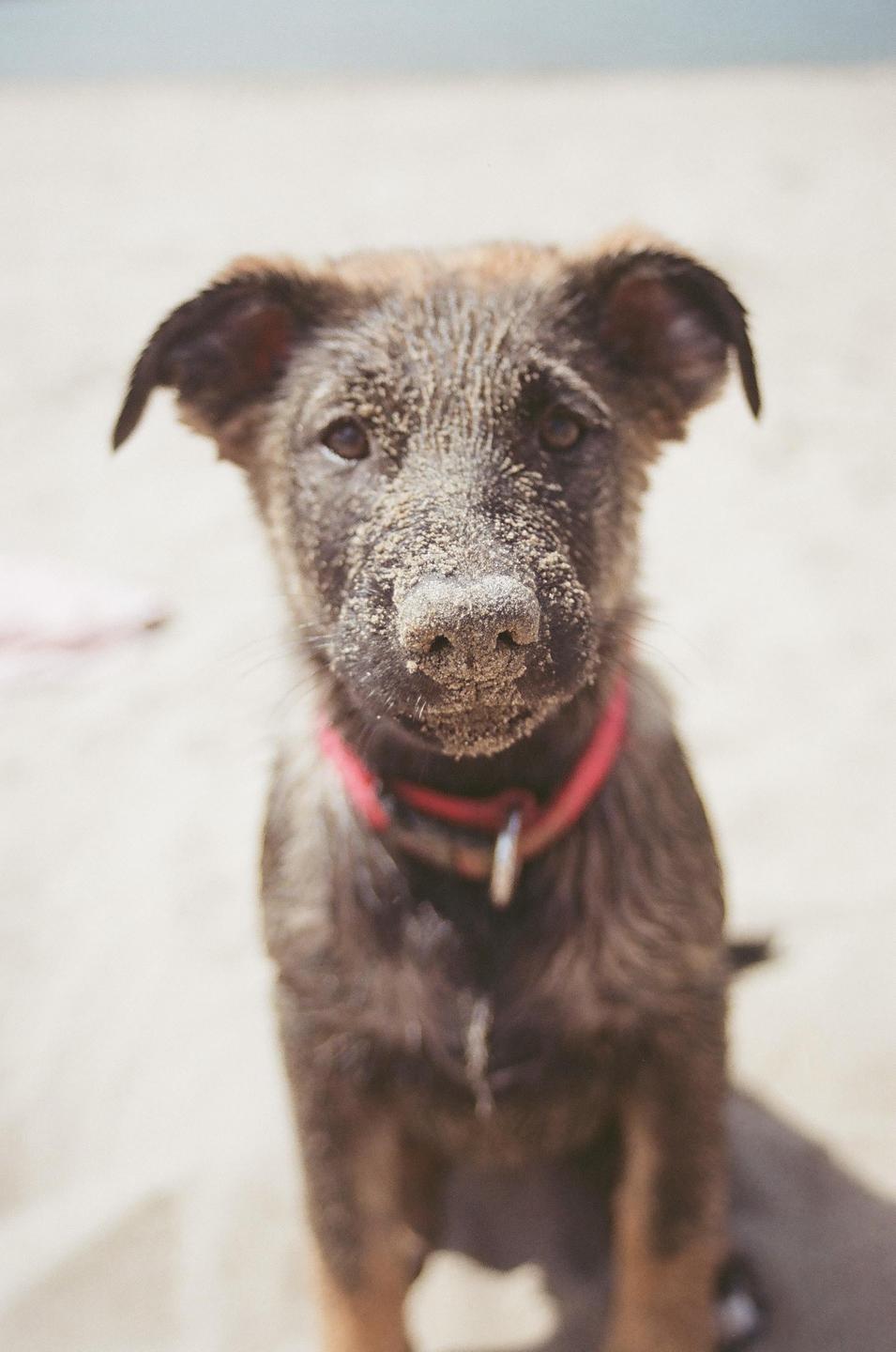 A puppy with a red collar is covered in sand on a beach.
