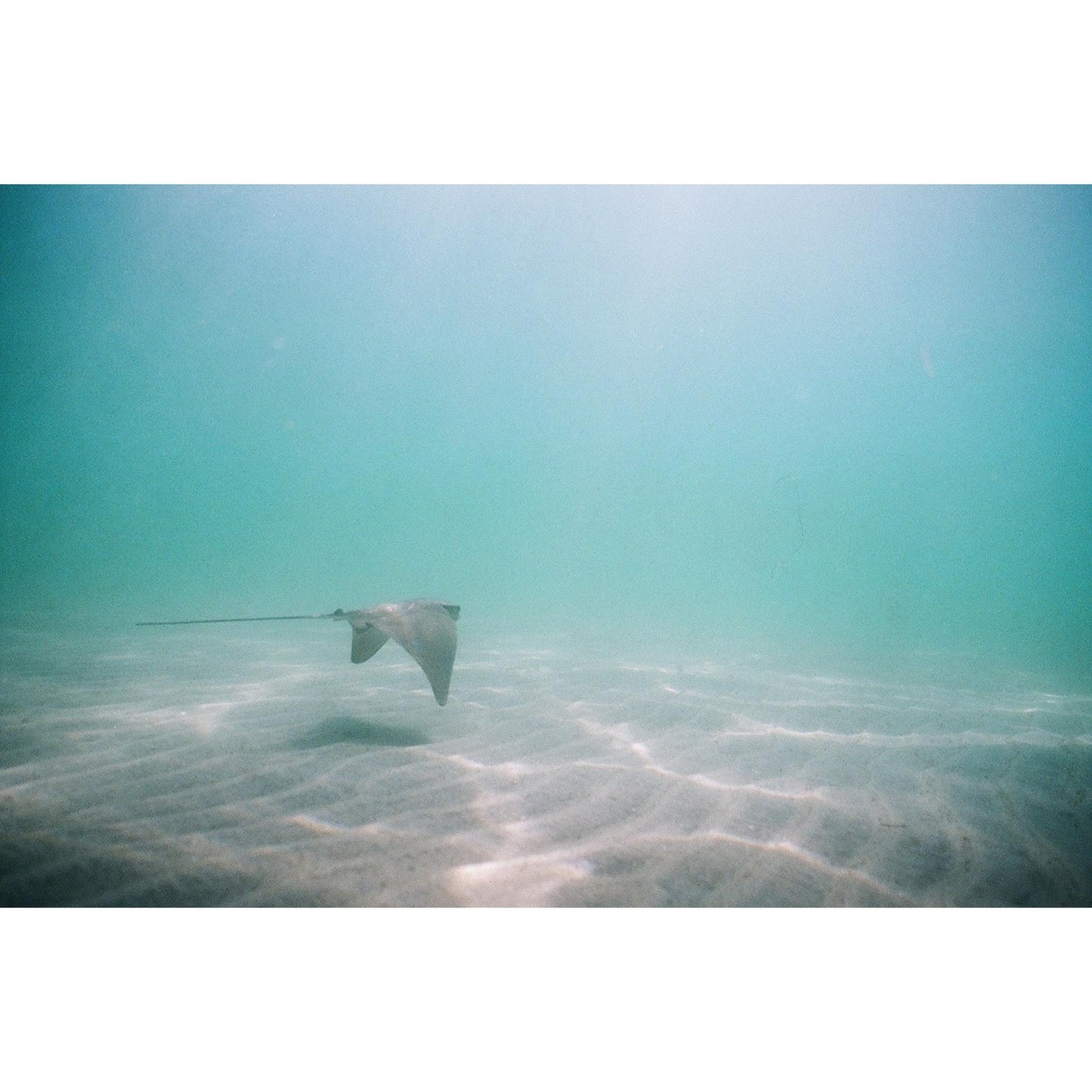 A stingray swims above a sandy ocean floor.