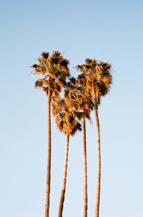Four palm trees stand against a clear sky, their fronds illuminated by golden light.